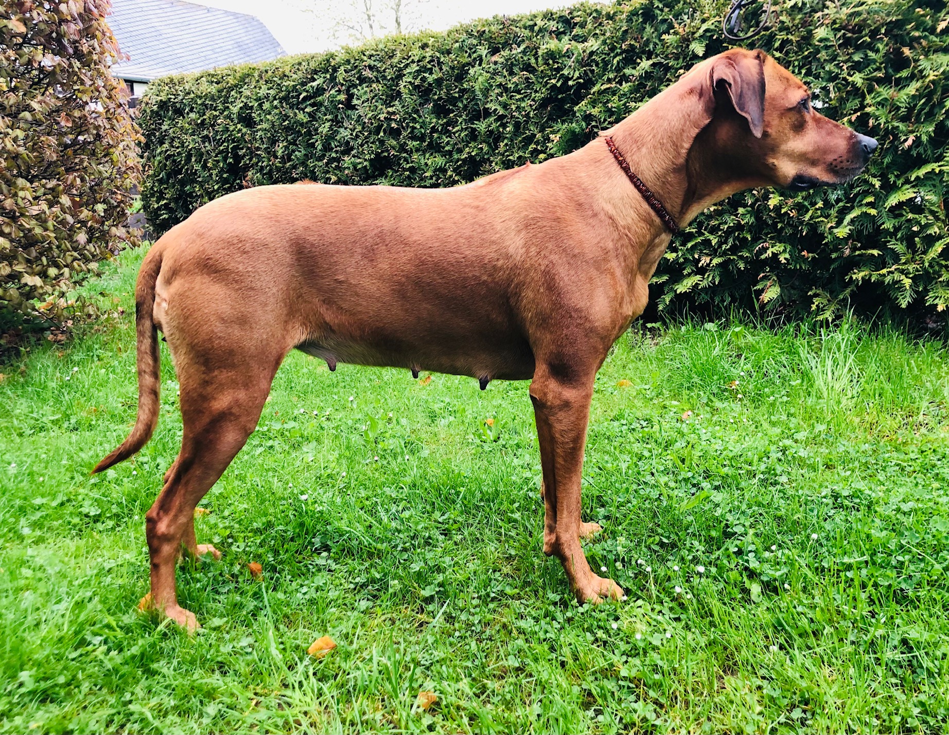 Tag 39 -  Entwicklung